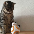 猫と「BB-8」による部屋のパトロール