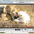 ニコニコ動画風画像ジェネレータのサンプル：通常は写真データをアップして貼り付けるが、ここに自作イラストを貼り付けて生成された画像をpixivに投稿する