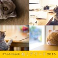 Photoback　ねこアワード　 2016