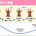 桜の開花と気温