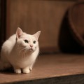 「猫侍 いやし猫DVD まるっと玉之丞」未公開写真　ー(C)2016「猫侍SP」製作委員会