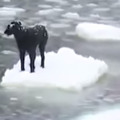 流氷の上で動けない犬！勇気ある男性が救出