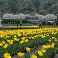 東京・羽村市で「チューリップまつり」！40万本を鑑賞