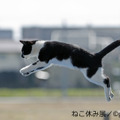 猫好き集まれ！3都市で合同写真＆物販展「ねこ休み展」