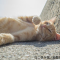 猫好き集まれ！3都市で合同写真＆物販展「ねこ休み展」