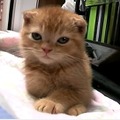 【動画】目覚まし時計にビックリの子ネコ！ 画像