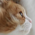 猫さんのステキな横顔10選！