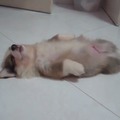 【動画】何をされても起きません！姿勢よく仰向けで爆睡するコーギー 画像
