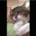 【動画】むぎゅう～っと腕に抱きついて離れない甘えん坊なネコさん 画像