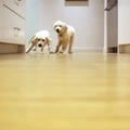 【動画】「ごはん！」で走ってくる２匹の子犬！成長記録にほっこり