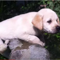 【動画】バタ足から！生後10か月の子犬のスイミング 画像