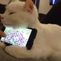 【動画】世界一可愛いモフモフなスマホスタンド