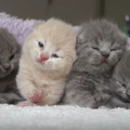 【動画】4匹の子猫！並んで鳴く姿がかわいすぎる