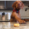 【動画】どうしてもポテトが食べたい