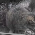 【動画】近所に猫一家が引っ越してきた