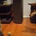 【動画】犬がボールを取ろうとすると猫が…… 画像