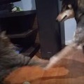 【動画】犬がボールを取ろうとすると猫が……