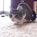 【動画】腰クネクネ＆お尻フリフリな猫 画像