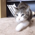 【動画】腰クネクネ＆お尻フリフリな猫