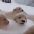 【動画】ゴールデンの子犬たち！いったい何匹いるでしょう 画像