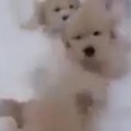【動画】ゴールデンの子犬たち！いったい何匹いるでしょう