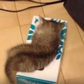 【動画】ティッシュ箱が好きな子猫、中には…… 画像