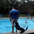 【動画】プールへ突き落とすのが大好きな犬 画像