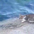 【動画】お見事！猫が泳ぐ魚を見事に捕った瞬間