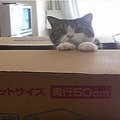 【動画】1000万回再生の人気動画！大きな箱とねこ