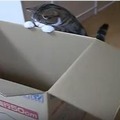 【動画】1000万回再生の人気動画！大きな箱とねこ
