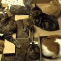 【動画】マイボックスでくつろぐ10匹のネコたち