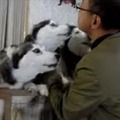 【動画】大喜び！お帰りの挨拶をするハスキー犬 画像