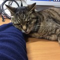 【コラム】猫がキーボードのじゃまをする不思議 画像