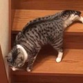 【動画】ぐにゃぐにゃ階段を降りる猫さん