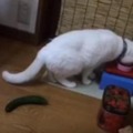 【動画】なぜにそこまで驚く！キュウリに驚く猫 画像