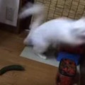 【動画】なぜにそこまで驚く！キュウリに驚く猫