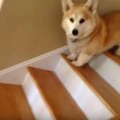 【動画】階段をトントン降りるコーギーが可愛すぎ