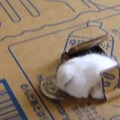 【動画】これが猫のリアル貯金箱！