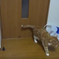 【動画】レジ袋はもうコリゴリ！猫の惨事