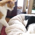 【動画】猫のベッド争奪戦！最後は…… 画像