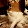 【動画】モフモフのサモエドの上で遊ぶ2歳のハスキー犬 画像