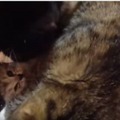 【動画】子猫を必死で守る母猫