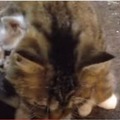 【動画】子猫を必死で守る母猫