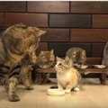 【動画】子猫と猫10匹、総勢11匹！の食事風景