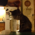 【動画】水を飲む姿勢で寝てしまった子猫