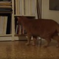 【動画】猫 vs メトロノーム