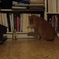 【動画】猫 vs メトロノーム