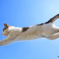 『飛び猫』写真展が開催！「春の飛び猫写真展　全国巡回」栃木・福島・京都の3都市で！