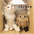 『飛び猫』写真展が開催！「春の飛び猫写真展　全国巡回」栃木・福島・京都の3都市で！