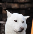 北海道犬の海斗くん